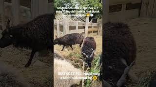 A Rackajuhok Is Szeretik A Mándot Ánd