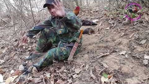 hnub no rov mus dib qaib qus lawm