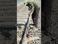 fish plant nut bolt tiet #railtrack #railwork #railway #railwaycontent #train