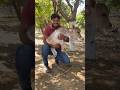 Punganur cows 🐄 #shorts #likes #cows #subscribe #love