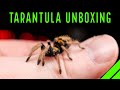 INSANE $1000 Tarantula & Spider Unboxing!