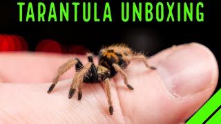 INSANE $1000 Tarantula & Spider Unboxing!