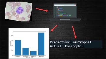 A Model That Classifies Blood Cells | My First Deep Learning Project