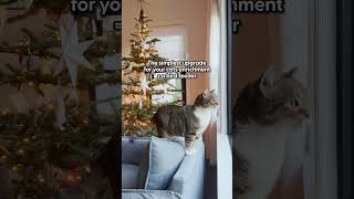 An easy way to keep your indoor cat entertained for hours | The Pack