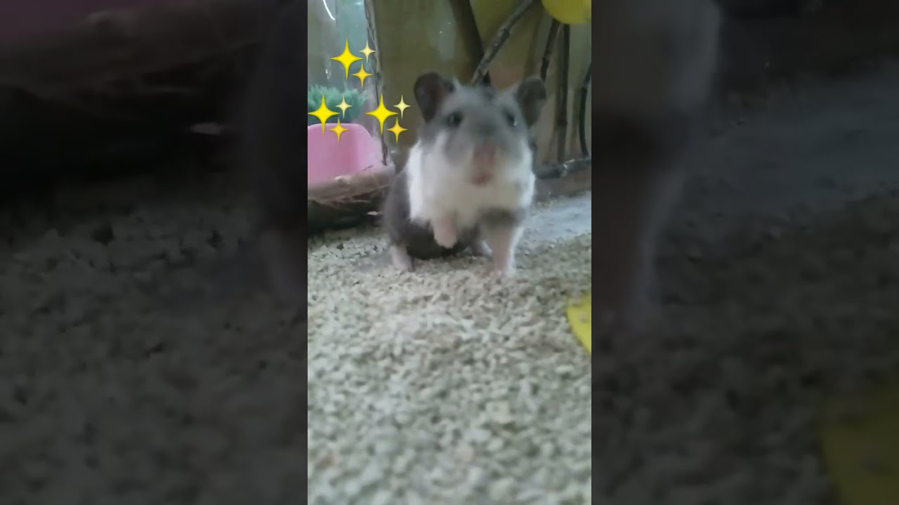 Cute Hamster Cleaning itself ❤️🤗
