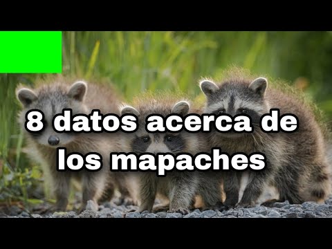 8 Datos acerca