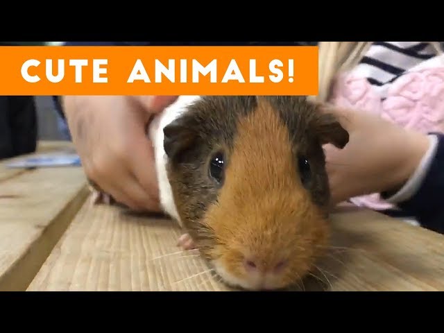 Cutest Pets of the Week Compilation November 2017 | Funny Pet Videos