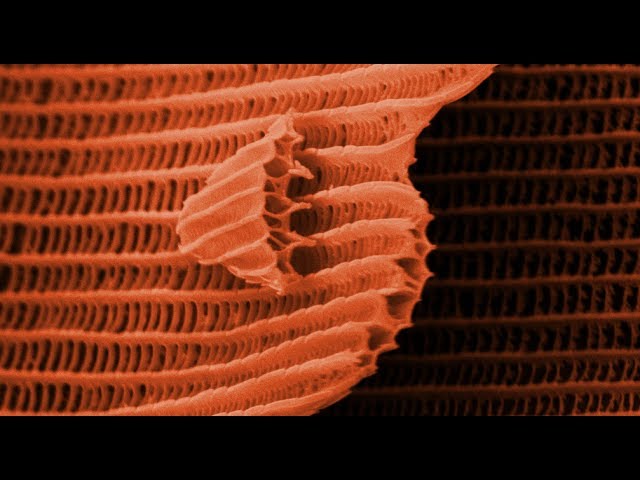 THIS IS A BUTTERFLY! (Scanning Electron Microscope) - Part 2
