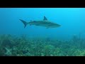 Scuba Diving in Belize Feb 2022