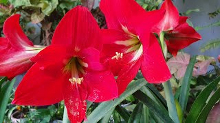 5 कारण से Amaryllis Lily में फूल नहीं आते//जाने और तुरंत इलाज करे//Why not flowering
