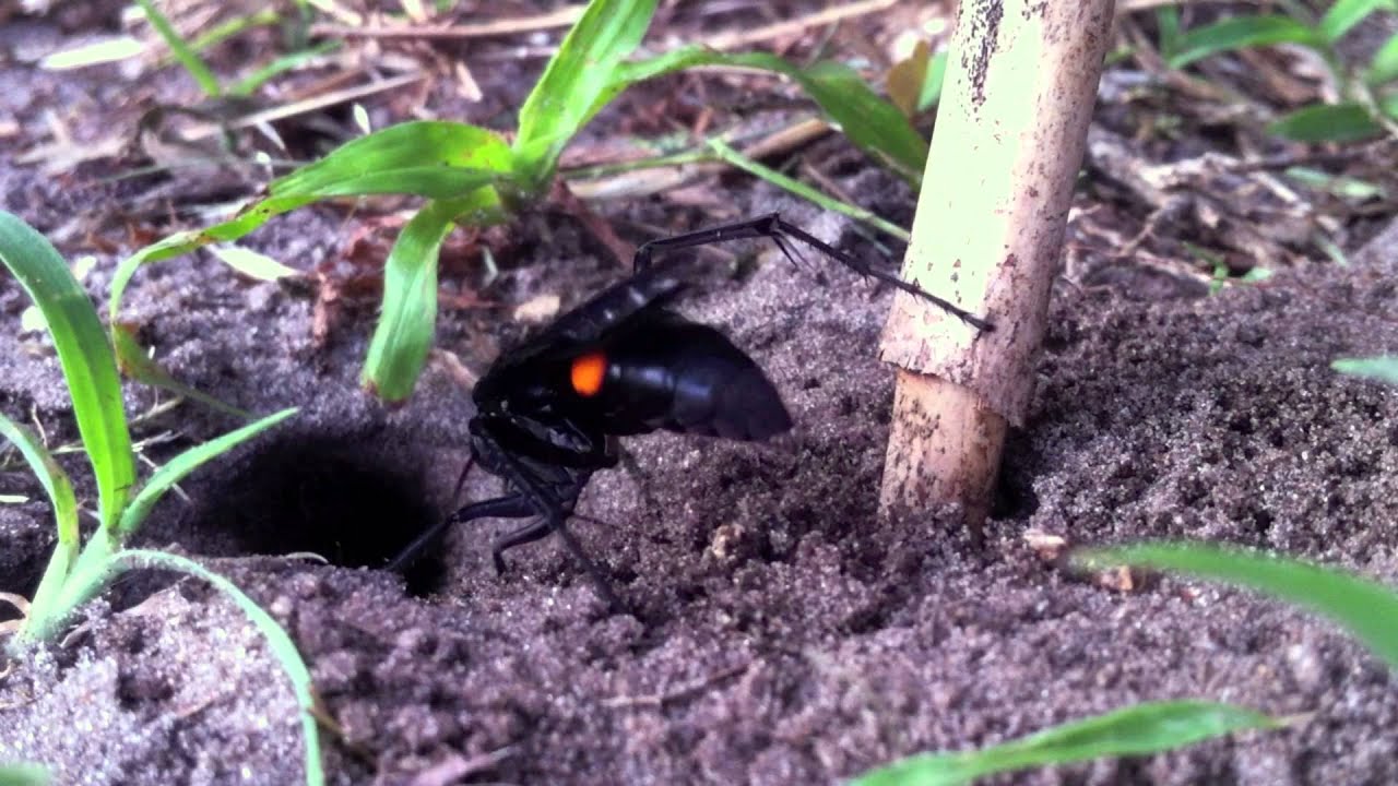 Cool Black and Red Wasp