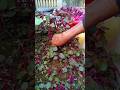 নিজের ছাদ বাগানের লাল শাক চাষ #shorts #youtubeshorts #garden
