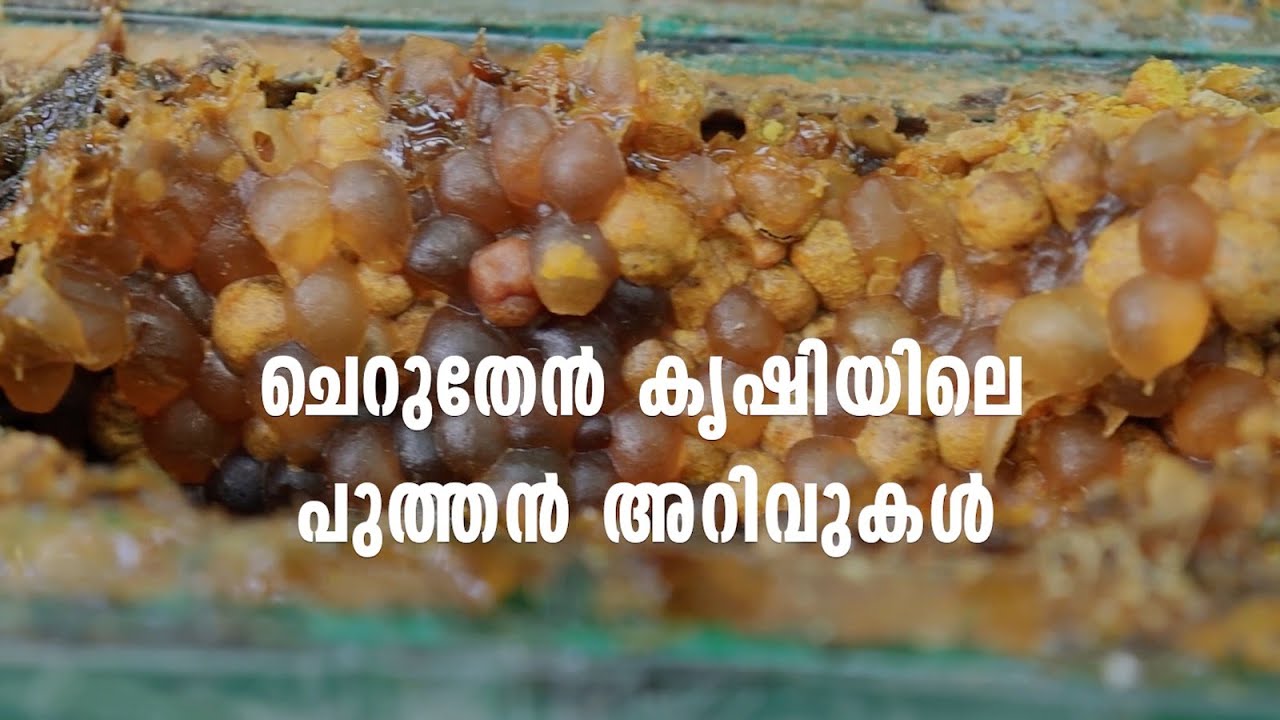 ചെറുതേൻ കൃഷിയുടെ പുത്തൻ അറിവുകൾ