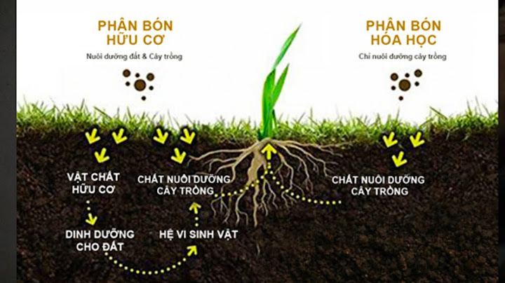 So sánh rau bằng phân khác nhau