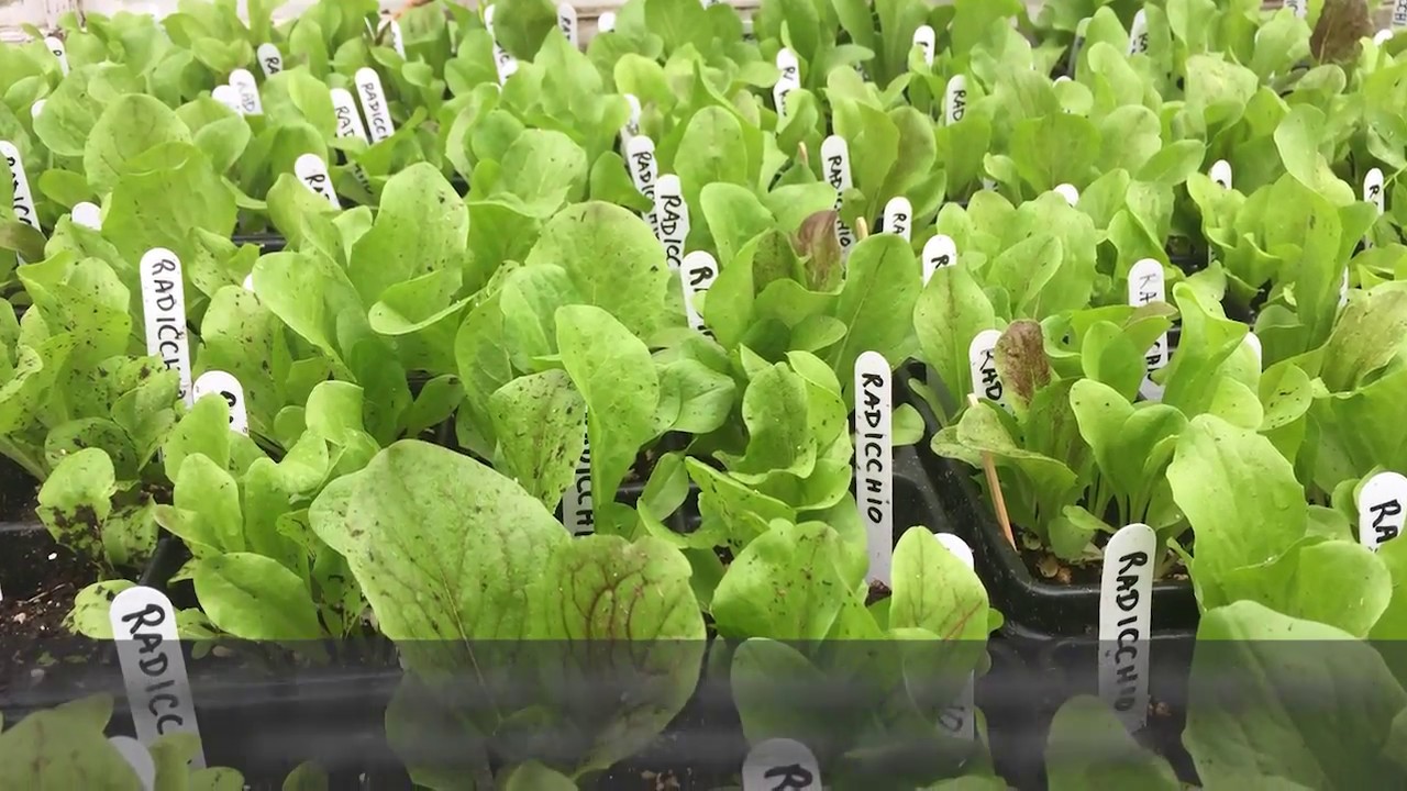 Plant Sale 