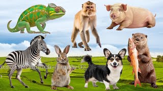 Cute Baby Monkeys: Elephant, Porcupine, Monkey, Pig, Rabbit, Donkey | Animal Moments by Domestic Animals Sounds 4K 540 views 8 days ago 34 minutes