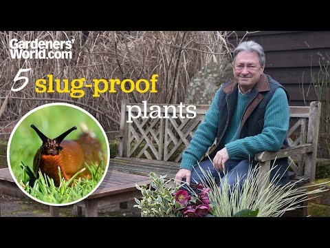 What Flowering Plants Do Slugs Hate