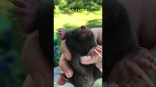 Best Smell Sense Animals