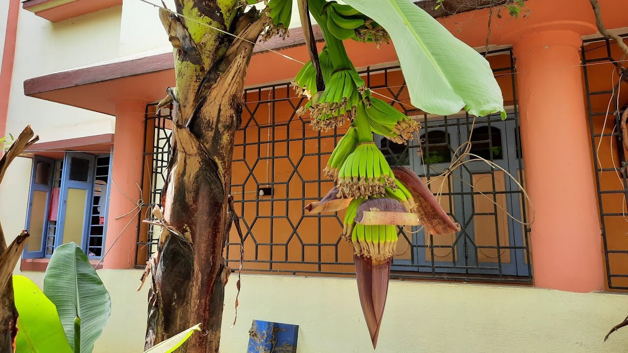 Banana growing timelapse .Day 1 to day 10. YouTube