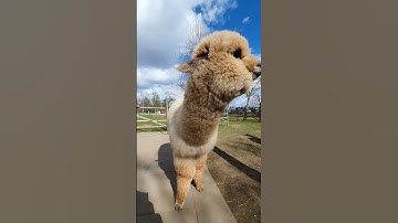 Touching the nose of a cute Alpaca #shorts