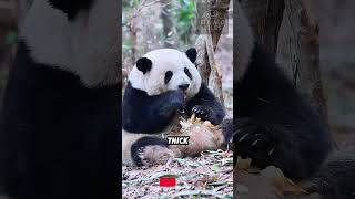 Panda Moms Are Way More Brutal Than You Think But Its Genius