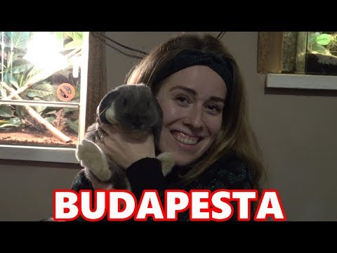 Video: Cea mai bună perioadă pentru a vizita Budapesta