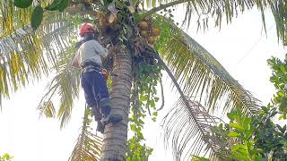 Vua Khỉ Cưa Cây Dừa Ở Vị Trí Khó Không Được Để Rơi Qua Vườn Kế Bên. Sawing a coconut tree