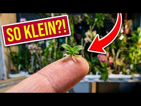 In-vitro-Orchideen auspacken: So sehen Phalaenopsis-Babys wirklich aus