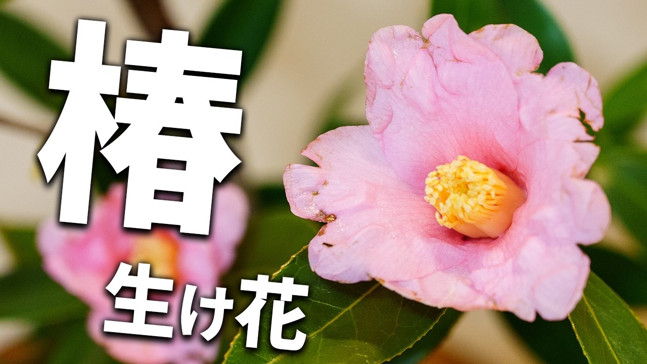椿の生け花 - YouTube