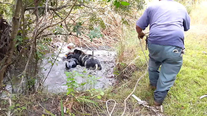 American Bulldog vs hog