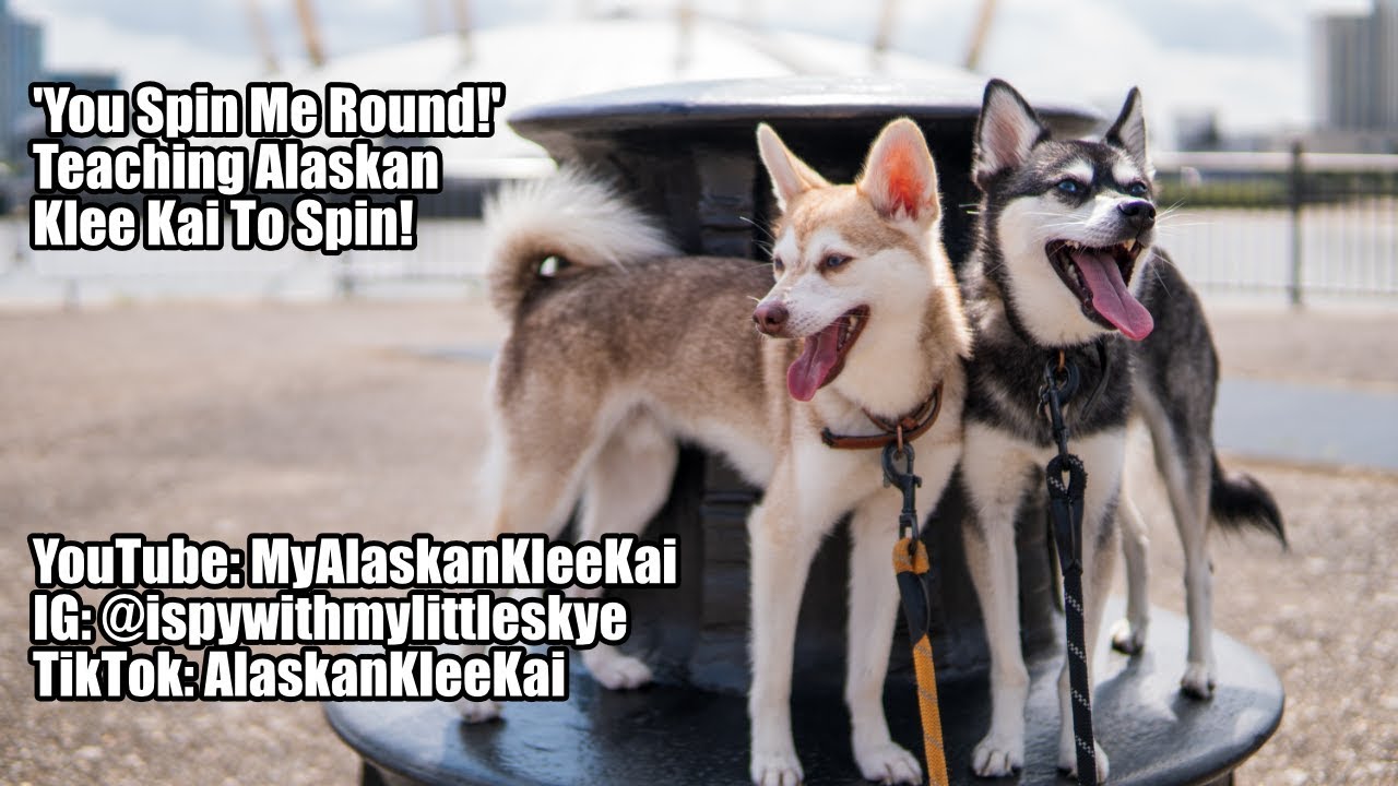 Alaskan Klee Kai training: Learning to spin