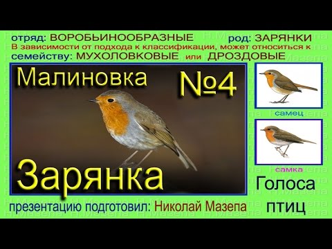 Птица Малиновка Фото И Описание