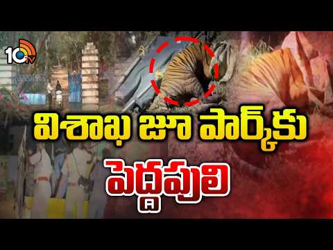 Rajahmundry Captured Tiger Shifted Safely to Visakhapatnam Zoo |విశాఖ జూ పార్క్‎కు చేరిన పెద్దపులి - 10TVNEWSTELUGU