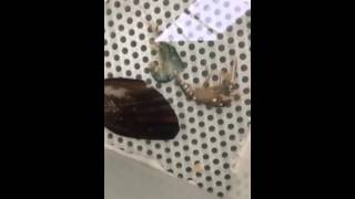 Seascope Kilkeel - Juvenile lobster moulting to next stage