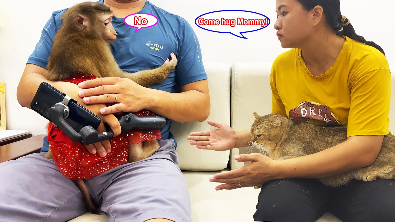 Monkey Lyly sulked and was luckily comforted by the cameraman and her mother's reaction afterwards