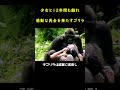 最愛のゴリラと12 年ぶりの再会を果たした少女🦍