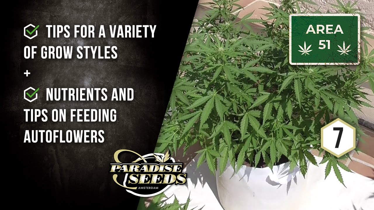 AREA 51 AUTOFLOWERING CANNABIS TEST SITE EP#7: KONG SIZE