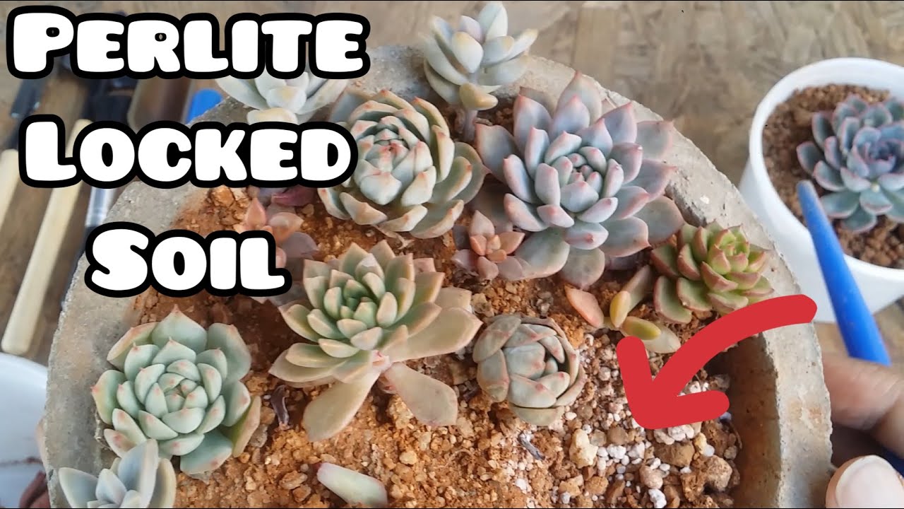 succulent mix Mixed Succulent Flat: 20 (4in) Succulents  In Succulent Love
