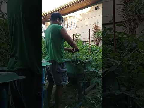 ganito mg alaga ng garden