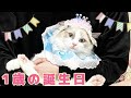 ラグドール(Ragdollcat) ましゅまろくん 1歳の誕生会 初めてのちゅーると猫用ソファ&まゆおどり【猫】