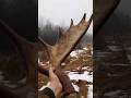 we drove right past it #mooseshed #shedhunting #antlers #hikingadventures
