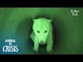 Stuck In Cramped, Decade-Old Pipe, Dog Was Shut Out From The World | Animal in Crisis EP234