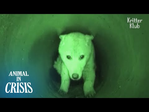 Coincé dans une pipe à crampes, le chien a été exclu du monde | Animal en crise EP234