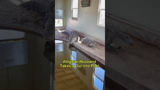 Alligator Husband Takes a Dip Into Pool #shorts #alligator