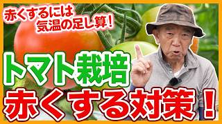 家庭菜園や農園のトマト栽培で実を赤くしたい！トマトを真っ赤にする方法とトマトの育て方！【農家直伝】
