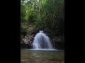 Rain Forest Sounds Birds and a Flowing River, 2 hours