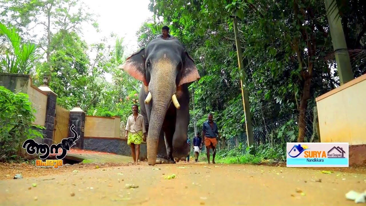 Sreekrishnapuram vijay (aana peruma episode - 25 )