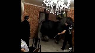 цыганские лошади 🐴романэ грая город Рязань 🐴