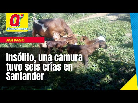 Insólito, una camura tuvo seis crías en Santander