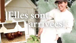 Dévoilement du poulailler!